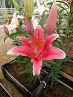 [4485 PO73 O 02 10000-686 No02.JPG]